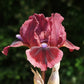 bearded iris - cat's eyes