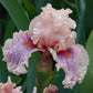 bearded iris - center line