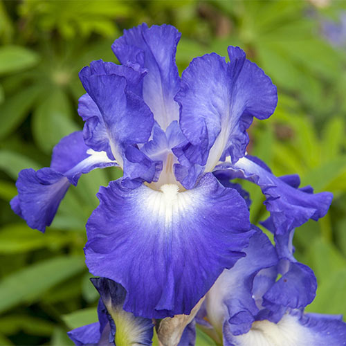 bearded iris city lights