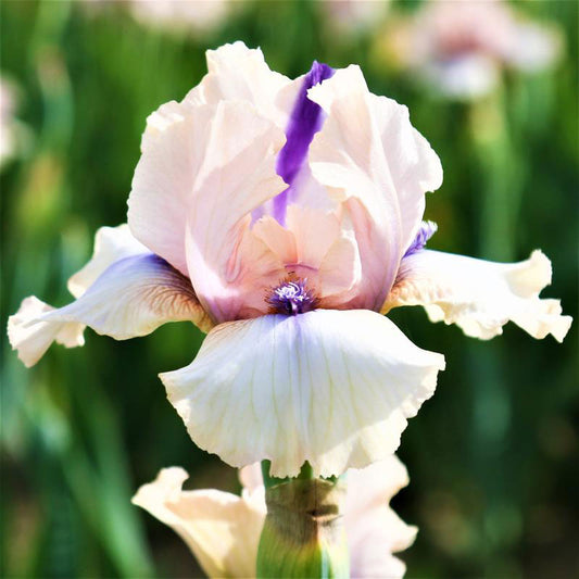 bearded iris concertina