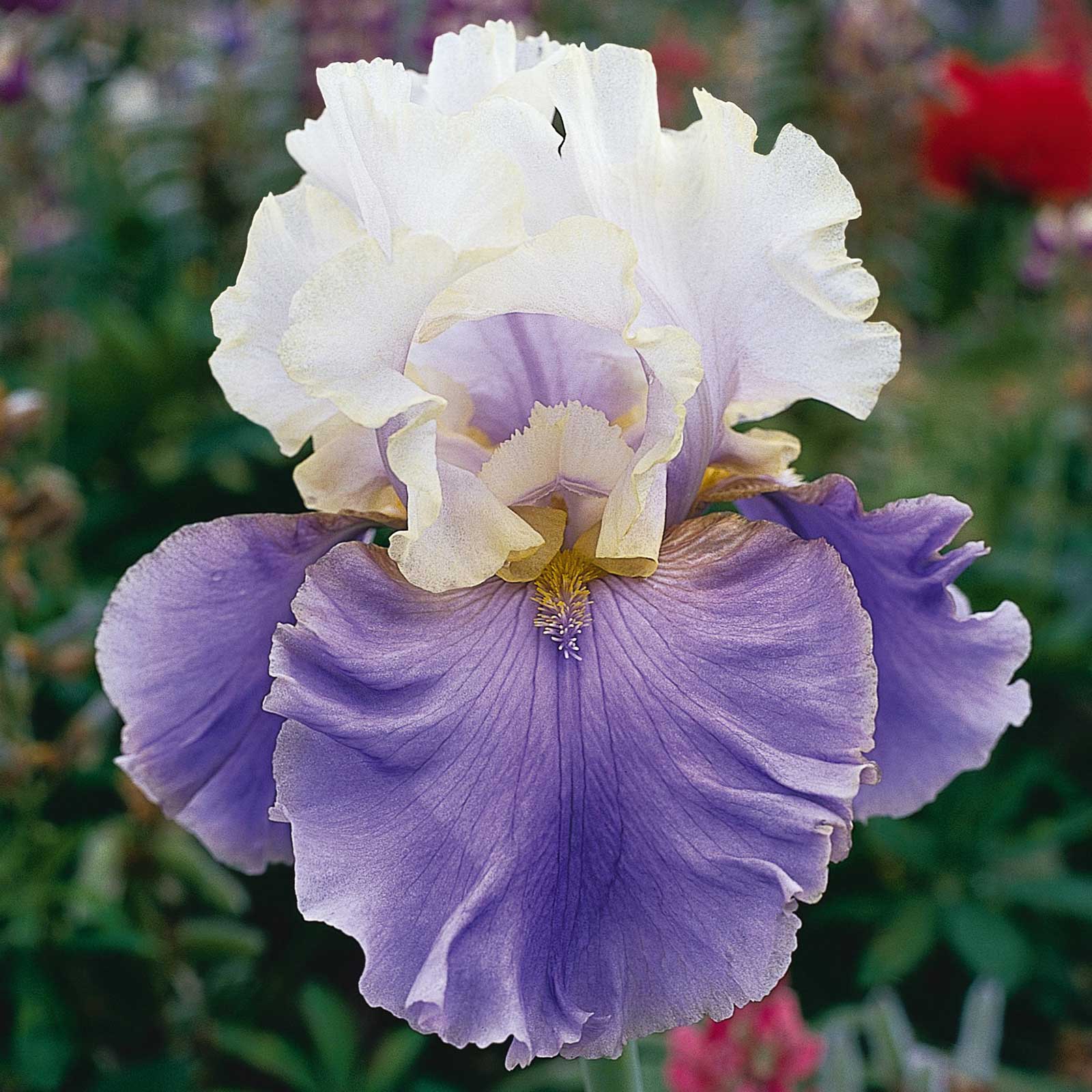 bearded iris - dream of you