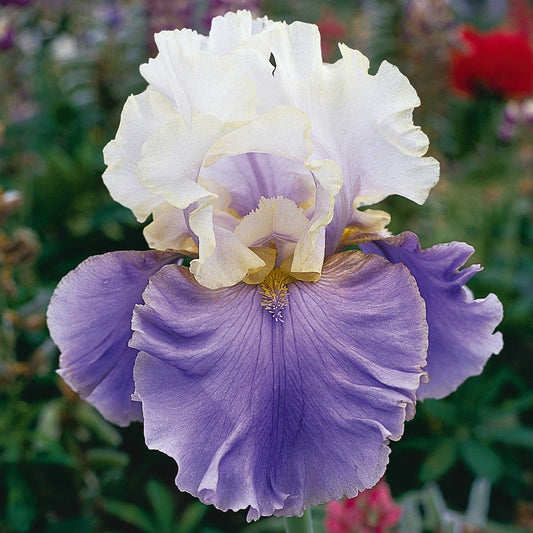 bearded iris - dream of you