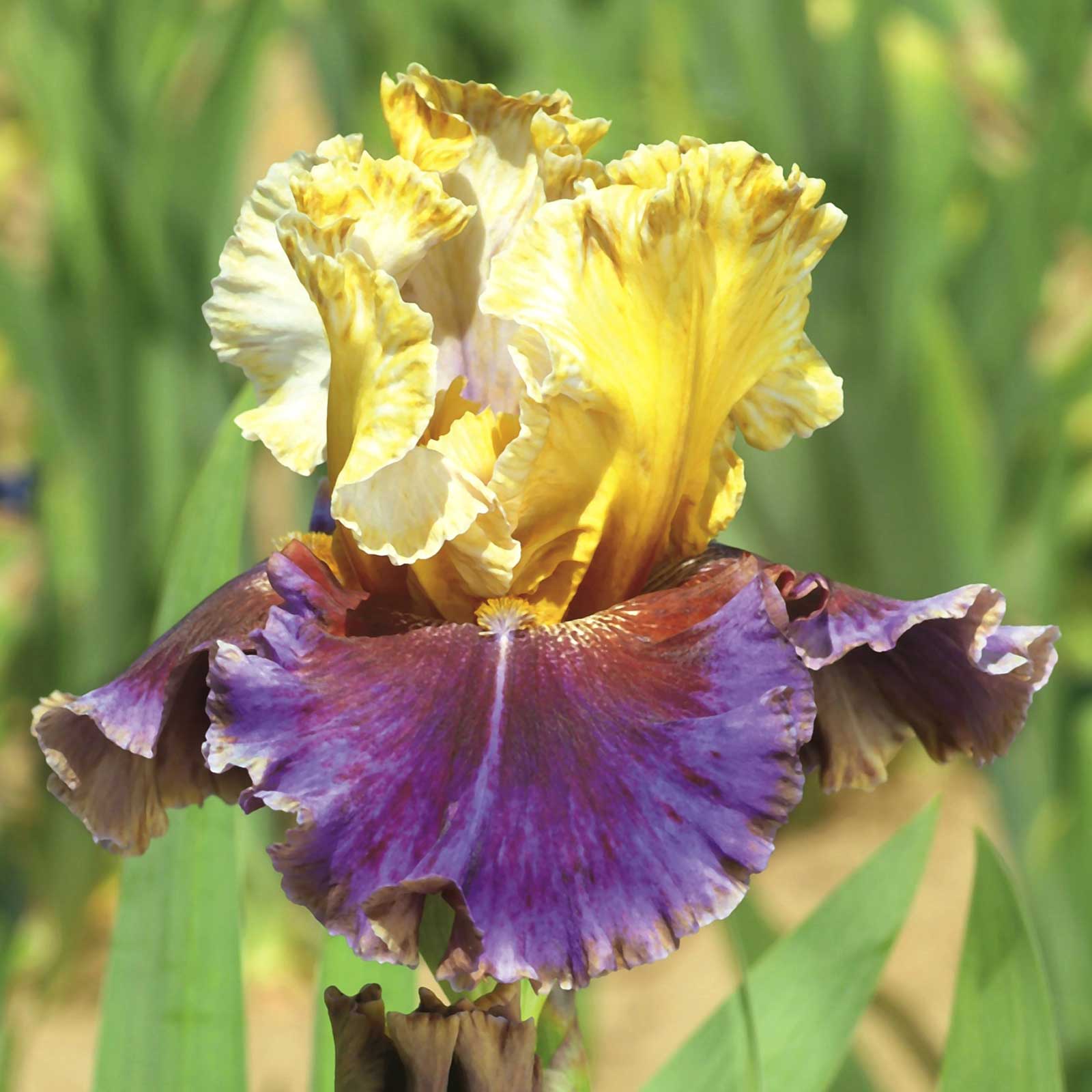 re-blooming bearded iris - final episode