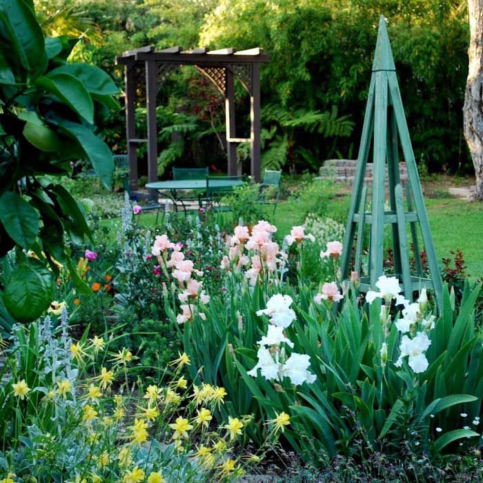 re-blooming bearded iris - frequent flyer