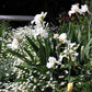 re-blooming bearded iris - frequent flyer