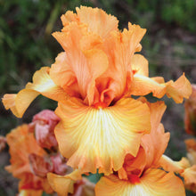  Bearded iris great balls of fire with orange and gold ruffled petals, blurred background.