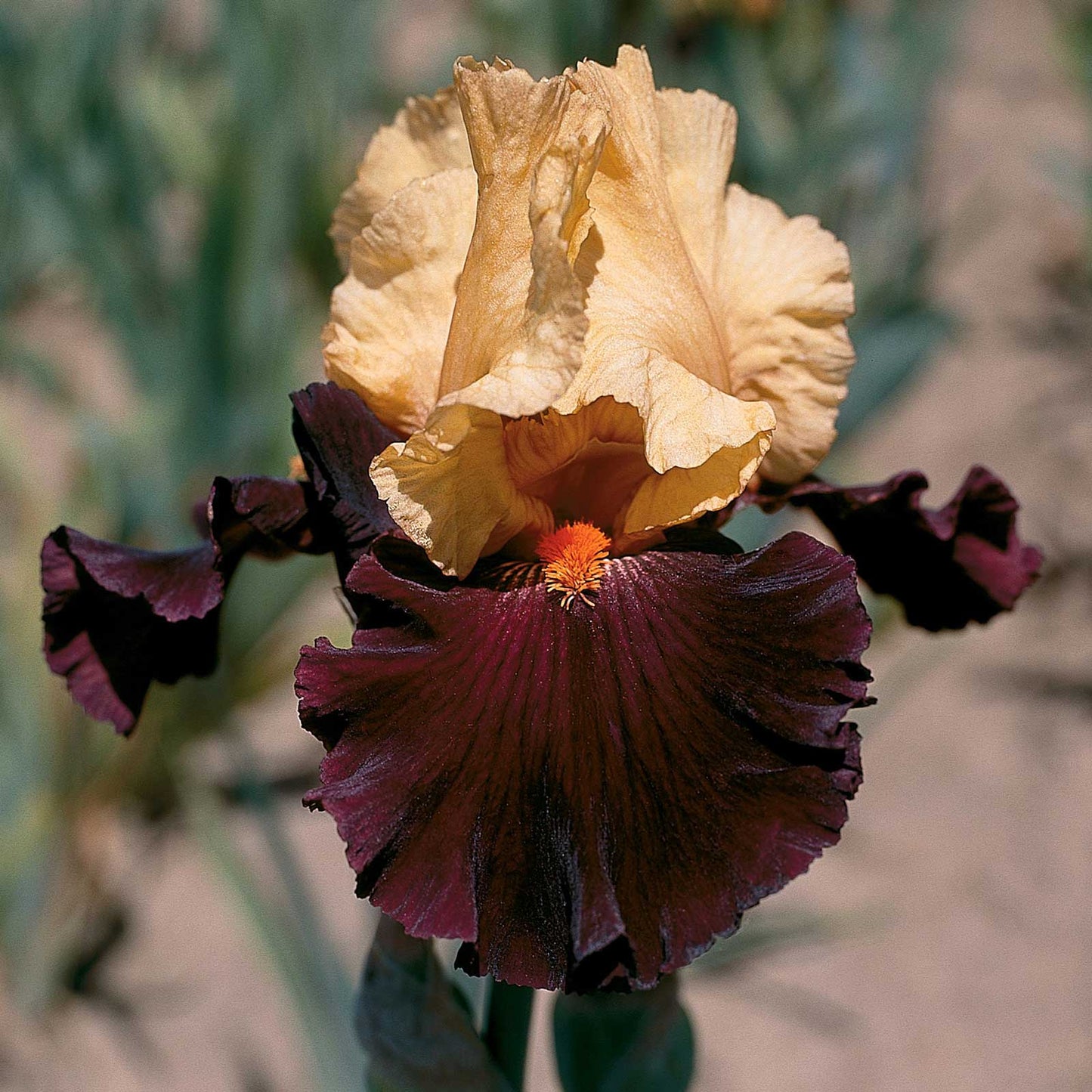 re-blooming bearded iris - idol