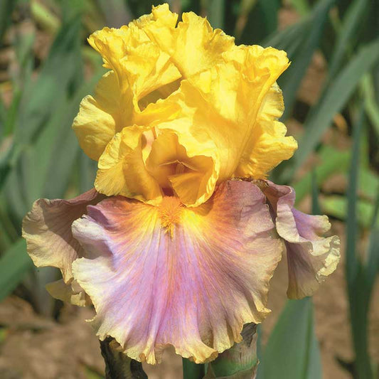 bearded iris - in living color