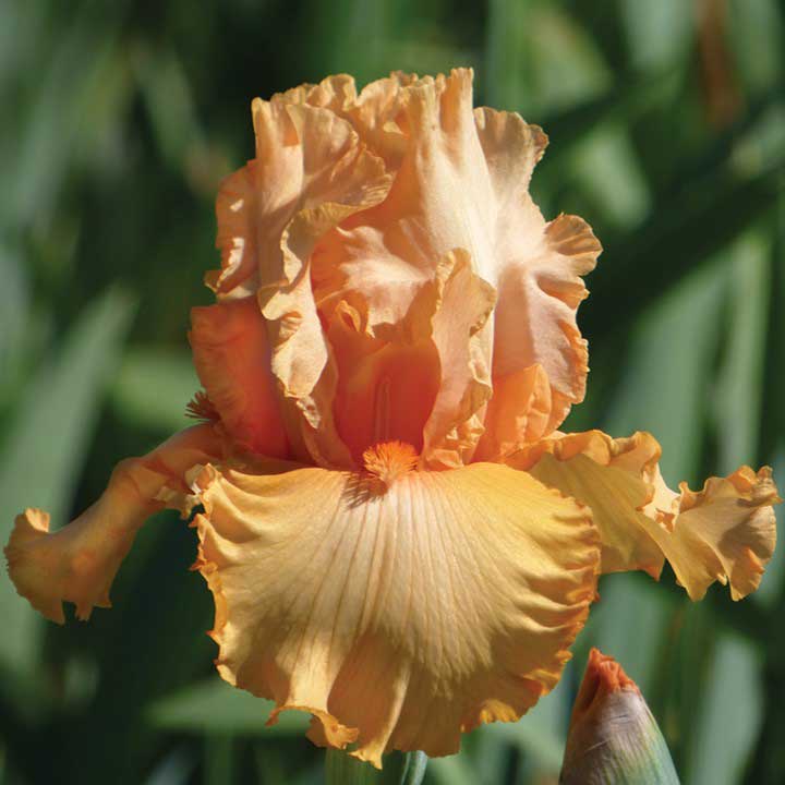 bearded iris - peach state