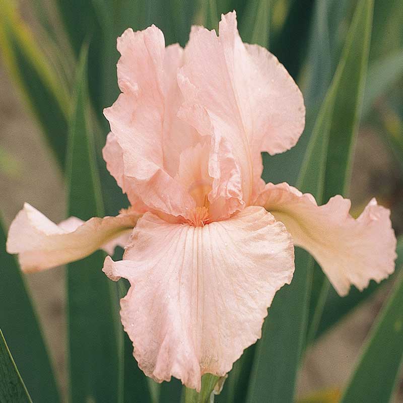 re-blooming bearded iris - pink attraction