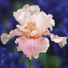 Close-up of a peach-pink bearded iris pink mix with ruffled petals, blurred background.