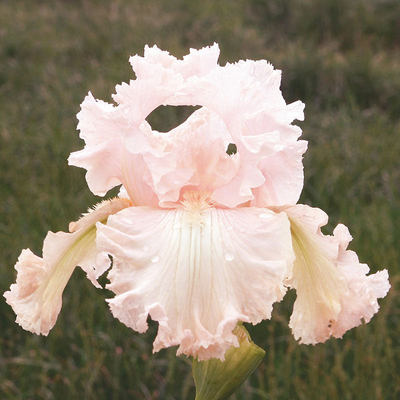 bearded iris - pink mix