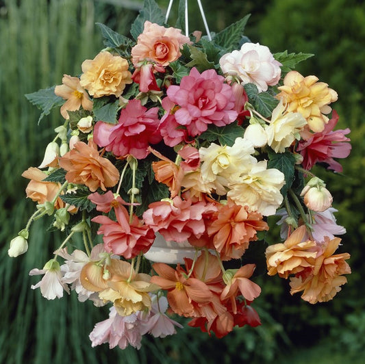 Hanging Basket Pastel Mix Begonia