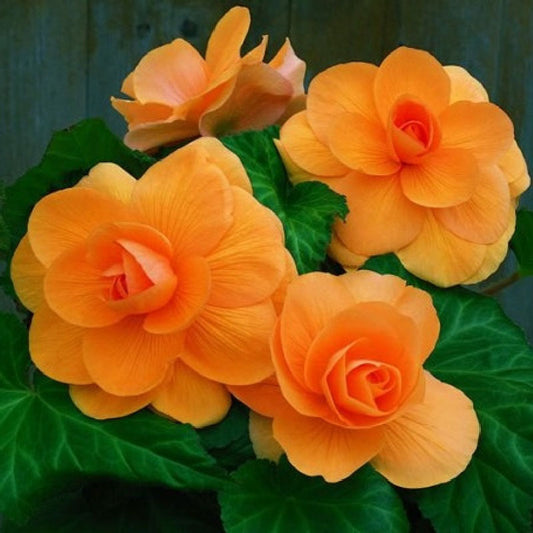 Apricot Roseform Begonia