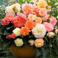 Roseform Pastel Mix Begonia