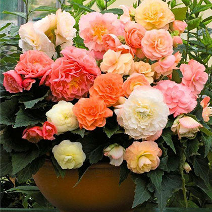 Roseform Pastel Mix Begonia