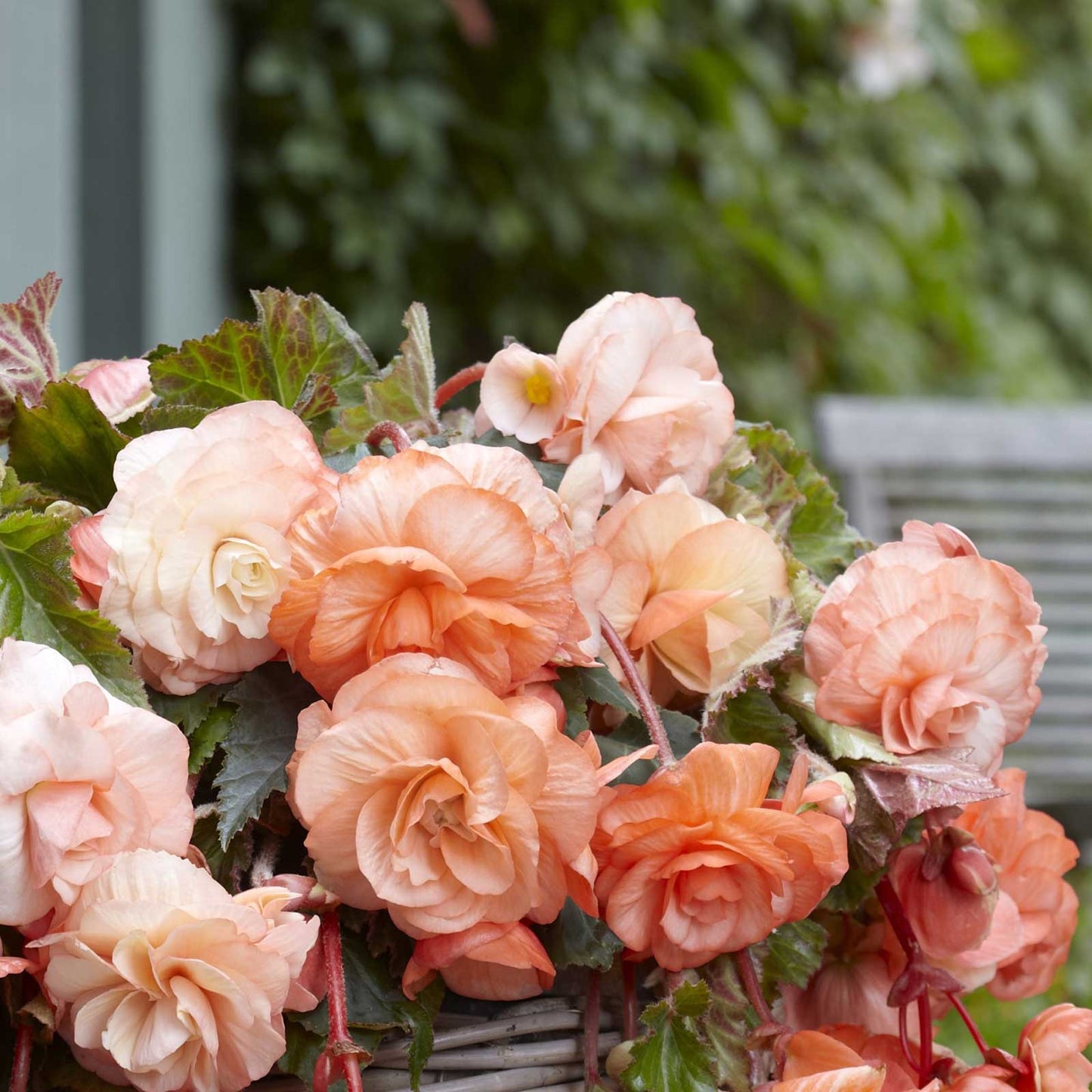 begonia splendide apricot