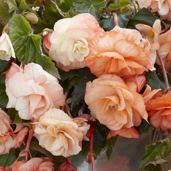 Begonia Bulbs Splendide Apricot Spring Flower Bulbs Eden Brothers