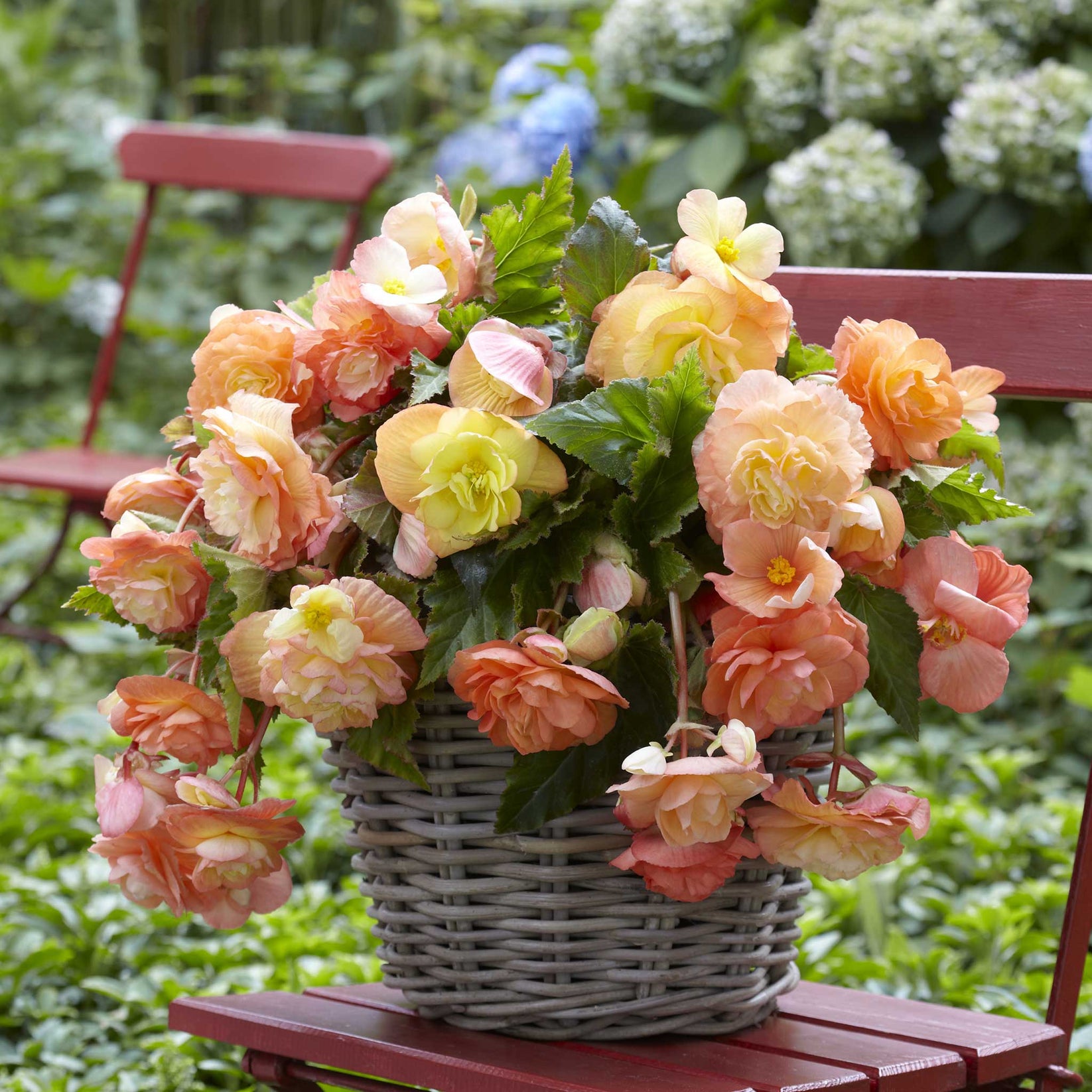 Begonia Bulbs Splendide Ballerina Spring Flower Bulbs Eden Brothers