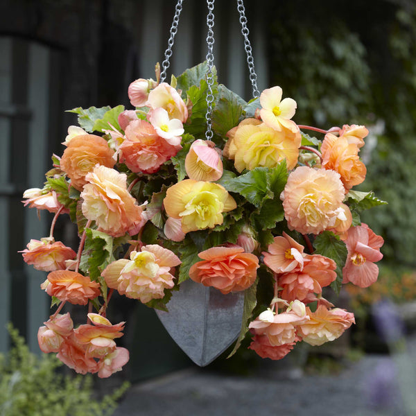 Begonia Bulbs Splendide Ballerina Spring Flower Bulbs Eden Brothers