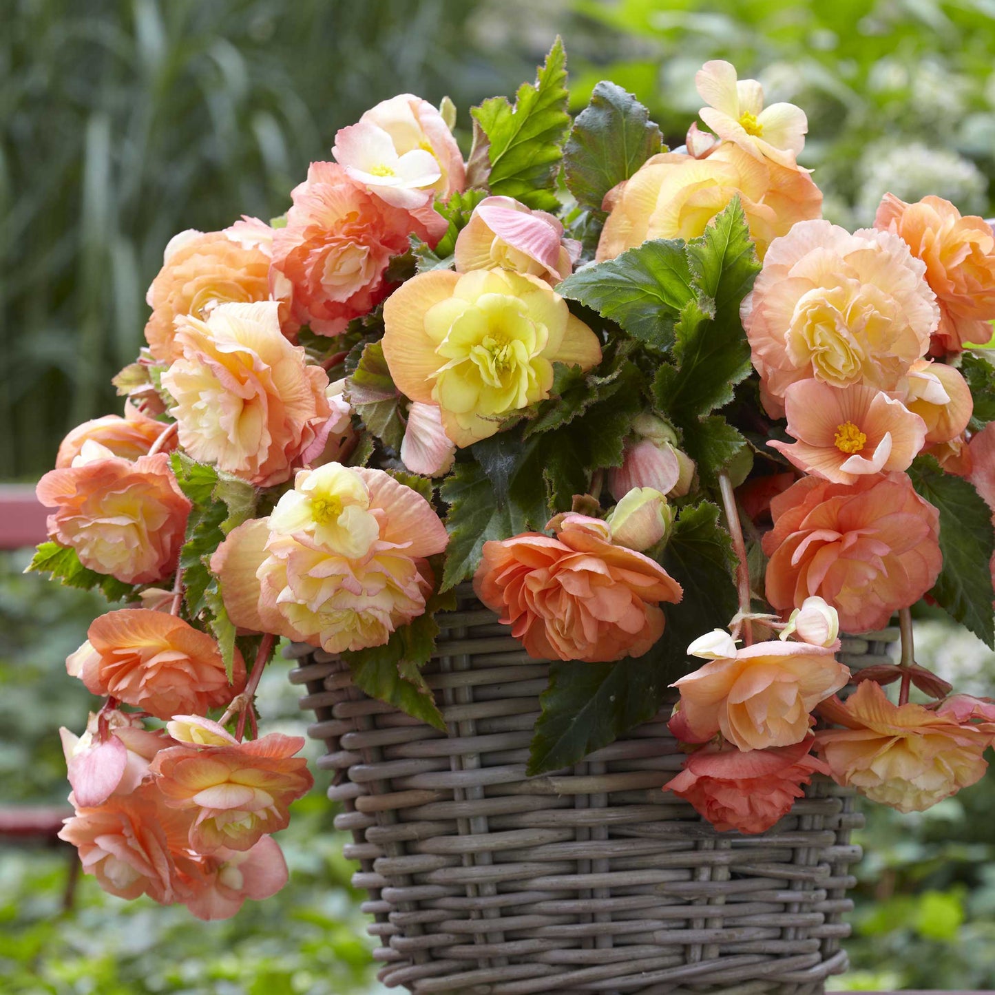 begonia splendide ballerina