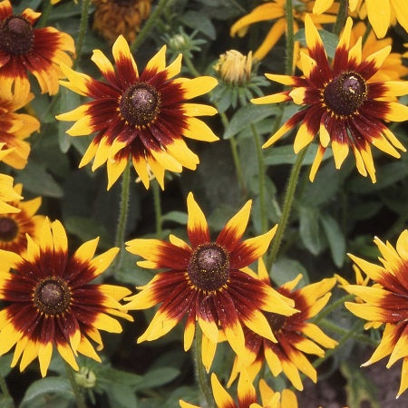 Autumn Forest Black Eyed Susan