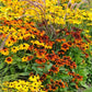 Black Eyed Susan Seeds (Dwarf) - Rustic Mix