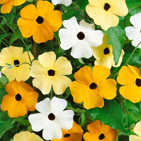 Black Eyed Susan Seeds Vine Mix Flower Seeds in Packets & Bulk