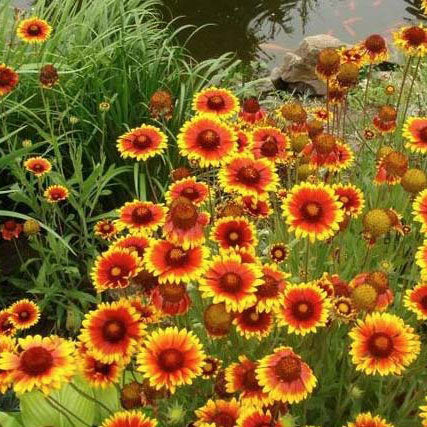 Blanket Flower