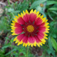 Blanket Flower