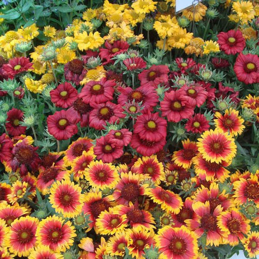 Single Mix Blanket Flower