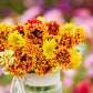 Sundance Blanket Flower