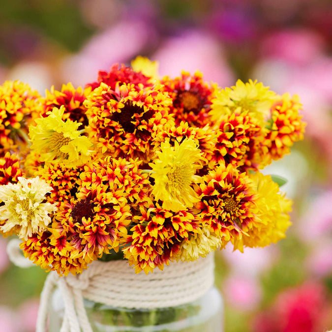 Sundance Blanket Flower