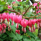 bleeding heart