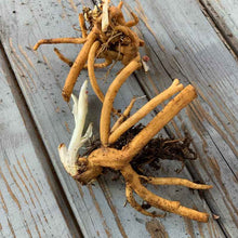A close-up shot of several bleeding heart roots, revealing their unique shapes and textures.