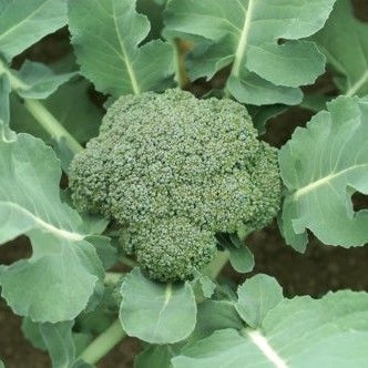 Organic Waltham 29 Broccoli