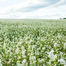 A close-up of buckwheat flowers and seeds in a field.