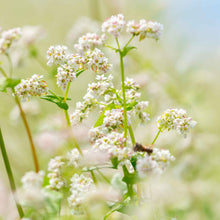 A close-up of buckwheat flowers and seeds in a field.