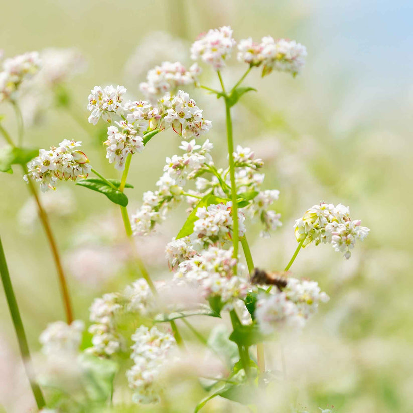 Buckwheat Seeds Flower Seeds in Packets & Bulk Eden Brothers