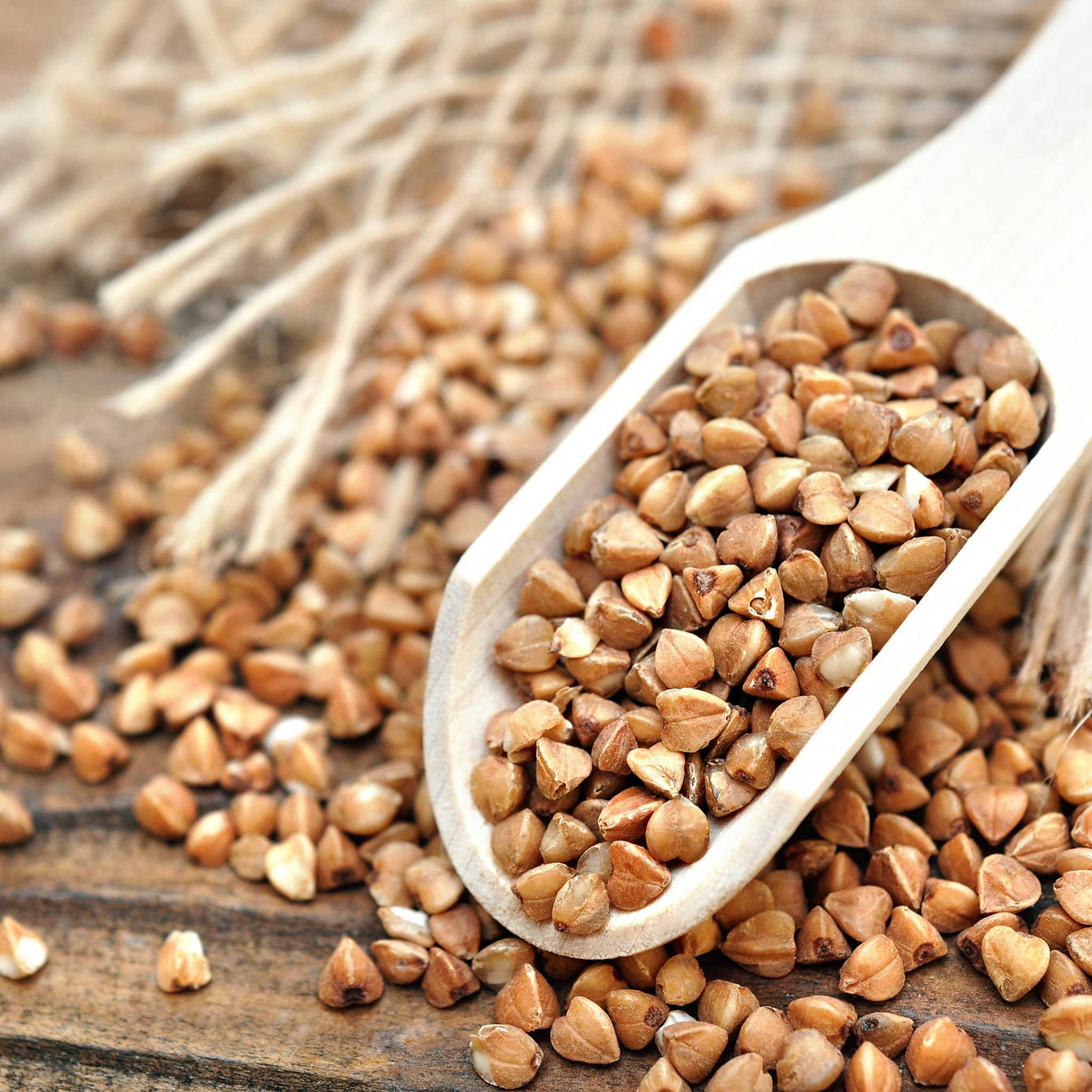 Buckwheat Seeds Flower Seeds in Packets & Bulk Eden Brothers