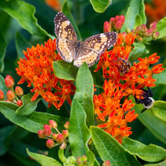 butterfly milkweed asclepias tuberosa