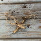 butterfly milkweed roots