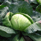cabbage late flat dutch