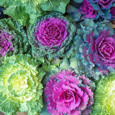 ornamental cabbage mix