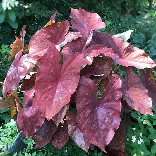 caladium burning heart