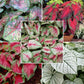 caladium fancy leaf mix