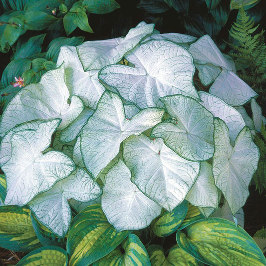 caladium florida moonlight