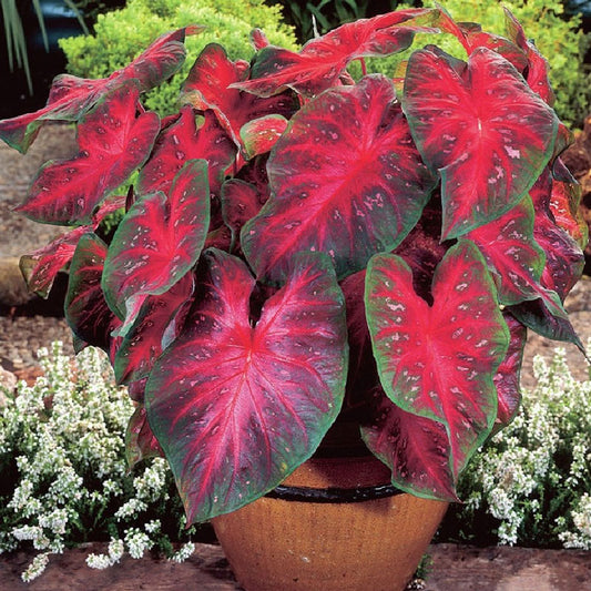 Caladium Infinity Caladium Bulbs | Shop 6 Varieties | Eden Brothers