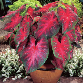 Caladium Bulbs | Shop 6 Varieties | Eden Brothers