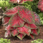 caladium red flash